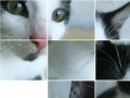 Game Kitten Puzzle