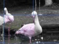 Game Flamants Roses Puzzle