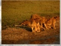 Game Wild Lion Jigsaw 