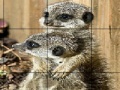 Game Sissy animals slide puzzle