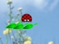 Game ladybug