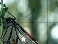 Game Black butterfly slide puzzle