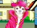 Game Little Chihuahua
