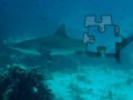 Game Shark Puzzle