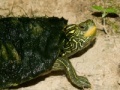 Game Map Turtle Jigsaw