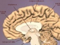 Game The Brain