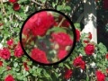 Game Rose Garden Hidden Numbers