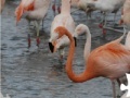 Game Flamingo