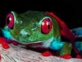 Game Two brave frogs puzzle