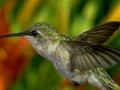 Game Hummingbird