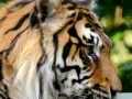 Game Sumatran Tiger Jigsaw