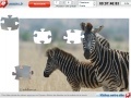 Game Zebras Jigsaw