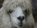 Game Alpaca Slider