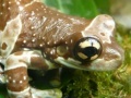 Game Amphibians Hidden Images