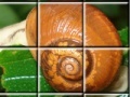 Game Kind of Snail