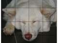 Game Pet Puzzle