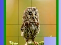Game Little Owl Slide Puzzle