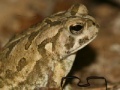 Game Fowler's Toad Jigsaw Puzzle