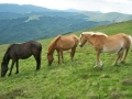 Game Jigsaw Three of Horses