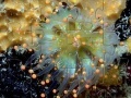 Game Jellyfish Jigsaw