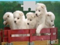 Game Puppies Puzzle