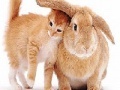 Game Cute cat and rabbit slide puzzle