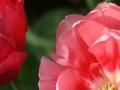 Game Tulip Jigsaw Puzzle