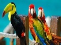 Game Colorful parrots slide puzzle