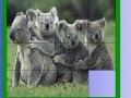 Game Four koala slide puzzle
