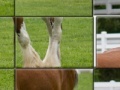 Game Clydesdale Horse Slider Puzzle