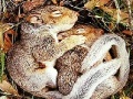 Game Sleepy squirrels slide puzzle