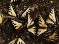 Game Butterflies Slider