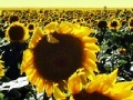 Game Sunflowers jigsaw