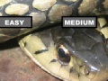 Game Garter Snake Jigsaw Puzzle