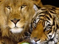 Game Hidden Spots Wild Animals