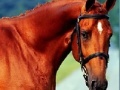 Game Horse Jigsaw 2