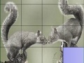 Game Squirrels in love