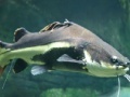 Game Catfish Slider