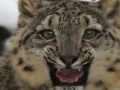 Game Snow Leopard Slider