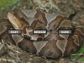 Game Puzzle Copperhead