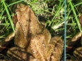 Game Frogs Differences