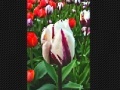 Game Tulip flower