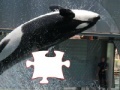 Game Killer whale