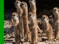 Game Shy meerkat family slide puzzle