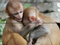 Game Baby Monkeys Slider Puzzle