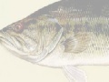 Game Largemouth Bass Puzzle