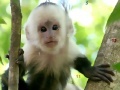 Game Monkeys hidden numbers