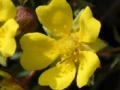 Game Flowers
