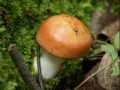 Game Forest mushroom