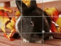 Game Puzzles Grey Rabbits